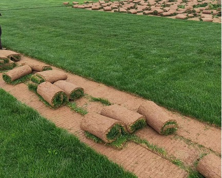 草坪种植基地.jpg